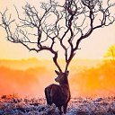  , -, 68  -  25  2014    