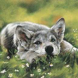 ���������, ������