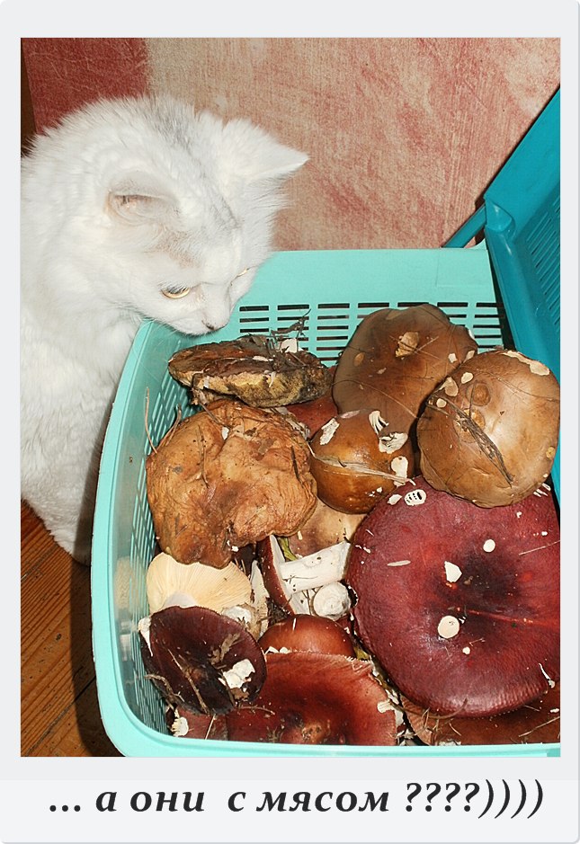 Фото моей кошки Синди.---------------------------У меня существо есть родное,В общем, как человек, ...