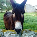 Portygaliia �� ������� ���� ����������