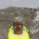 ���� �������, ���, 31 ��� - ��������� 11 ������ 2015 � ������ ���� ����������