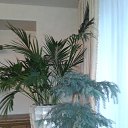 ���� Zinaida, ���� - ��������� 16 ����� 2015 � ������ ����������