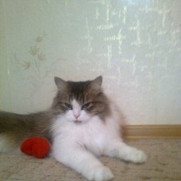 ������, ���, 46 ���