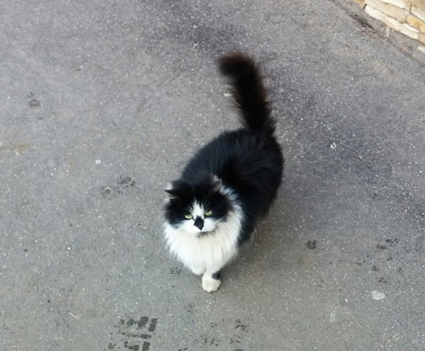 Рубрика #котизм_доброта #москва@catism #МО@catism.Истра, МОКоша пропадает на улице. У неё нет даже ... - 2