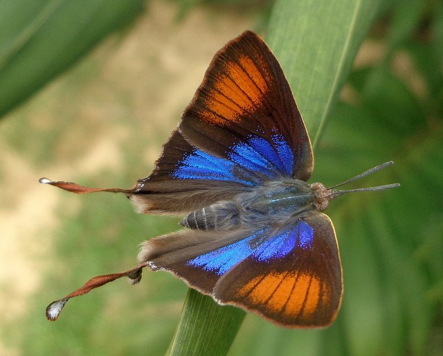 Myrina silenus