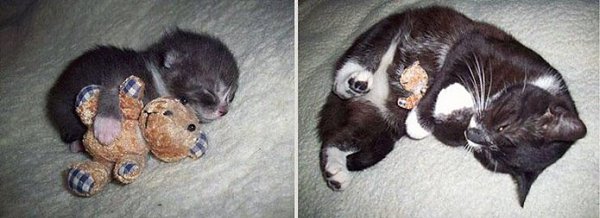 Животные, которые растут вместе с нами.Когда домашние животные и люди растут вместе, между ними ... - 10