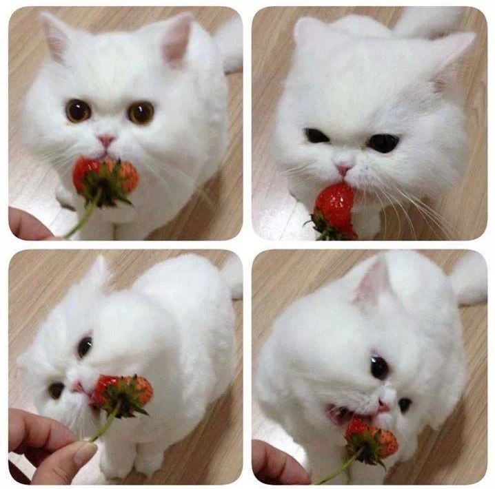  ,    :3