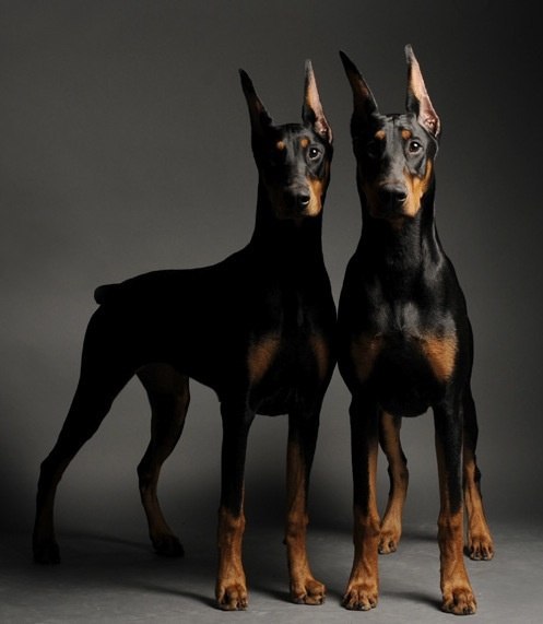 Art & Fun - 10  2015  05:13 - 2