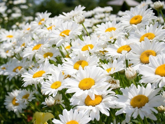     ..........))))))))))))) - 3