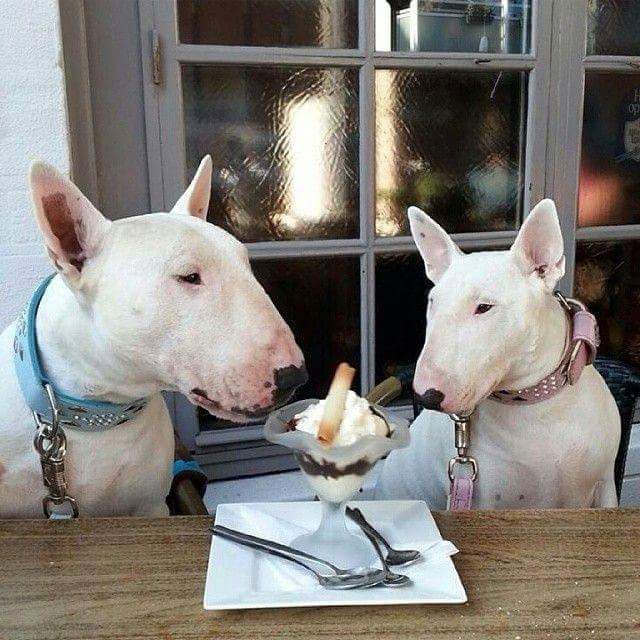 Английский бультерьер. - 30 марта 2015 в 22:31