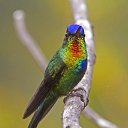  Delaros, , 37  -  1  2015   Hummingbirds