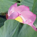 ���� ������, ���������, 44 ���� - ��������� 6 ������� 2015 � ������ ���� ����������