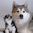  Artyom, , 53  -  14  2015    