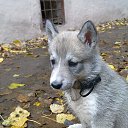 ���� �����, ������, 52 ���� - ��������� 7 ������� 2015 � ������ ���� ,,�����,,�