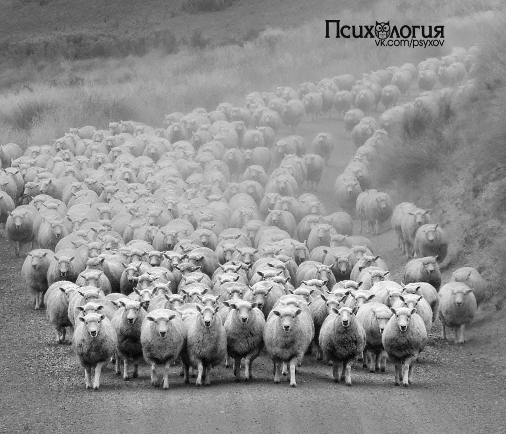 В 1961 году американский профессор Аш собрал в одной комнате семь человек. Им объявили о том, что ...