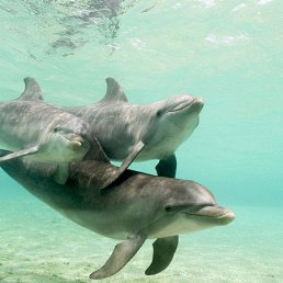 ���� ������, ������������, 59 ��� - ��������� 12 ������ 2015