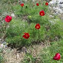 ���� �����, �����������, 55 ��� - ��������� 28 ������� 2015 � ������ ������ ��������