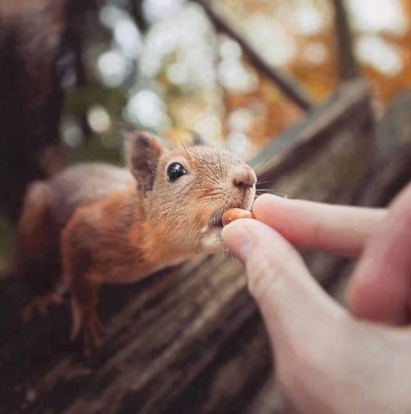 10 снимков фотографа, с которым дружат животные.Конста Пункка (Konsta Punkka) — 21-летний паренек из ... - 8