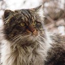 ���� �����, ������, 55 ��� - ��������� 19 ������� 2015 � ������ �������