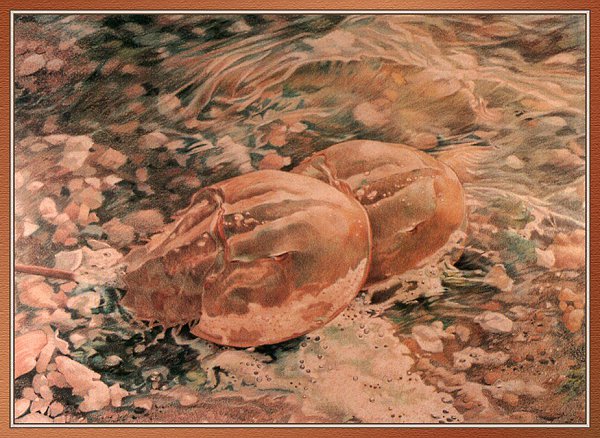 Varios Artists - 158
