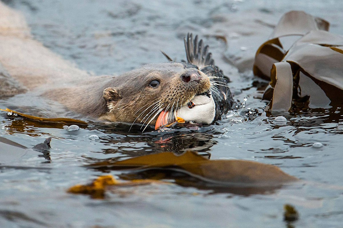   The British Wildlife Photography Awards - 5