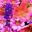 ���� �������, ������, 33 ���� - ��������� 13 ������� 2015 � ������ ���� ����������