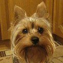 ���� Nicol, ������ - ��������� 1 ������ 2015 � ������ ����������� �����,���� � �����