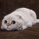 ���� �, �������� - ��������� 13 ������ 2015 � ������ ���� ����������