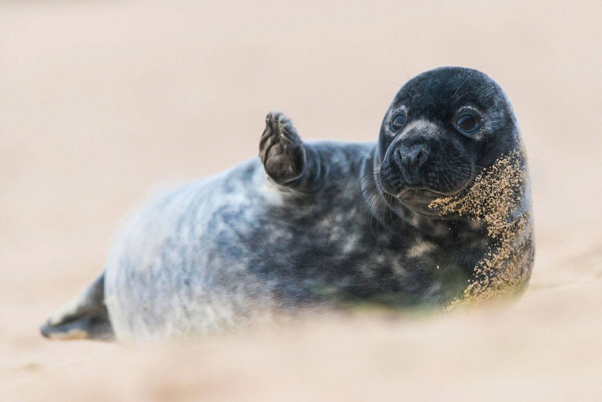   The British Wildlife Photography Awards - 2