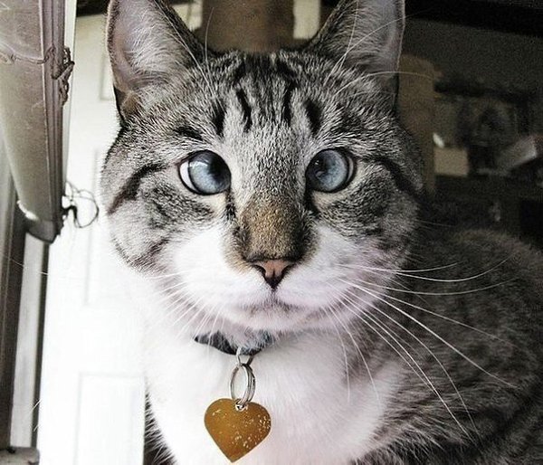 Косоглазый кот