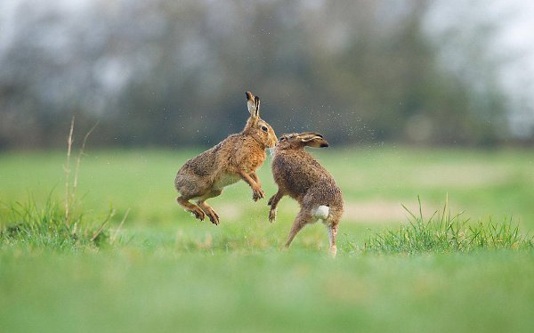  The British Wildlife Photography Awards - 4