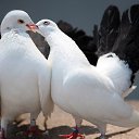  ,  , 36  -  13  2015    