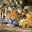 ���� ������, ���������, 46 ��� - ��������� 9 ������ 2015 � ������ ���� ����������