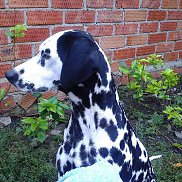 �������, 42 ����, ���������