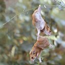 ���� ��������, �����-���������, 37 ��� - ��������� 17 ����� 2015 � ������ ���� ����������