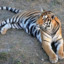 ���� �����, ��������, 67 ��� - ��������� 21 ������ 2015