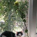 ���� ������, �������, 55 ��� - ��������� 22 ����� 2015