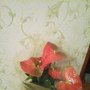 ���� Fadail, ������, 56 ��� - ��������� 9 ������ 2015 � ������ ���� ����������