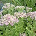  , , 58  -  25  2015     - 