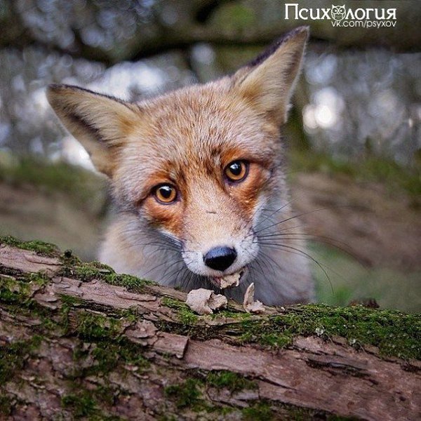 10 снимков фотографа, с которым дружат животные.Конста Пункка (Konsta Punkka) — 21-летний паренек из ... - 9