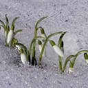 ���� Dzintra, �����������, 64 ���� - ��������� 15 ������� 2015 � ������ ������ ��������