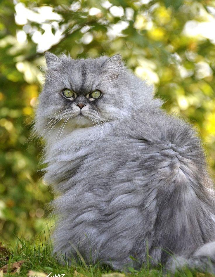 |В| Счастье есть... |В| - 6 апреля 2015 в 17:27 - 4