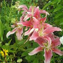 ���� �����, ������, 69 ��� - ��������� 15 ����� 2015 � ������ ���� ����������