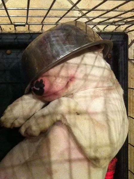 Почему собакам нельзя давать много хлеба? ============================ Хлеб – это в первую очередь ...