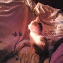 ���� �� ������� ���� ����������