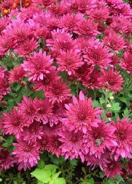 В ожидании чуда делай добрые дела. Тогда и чудо придет к тебе не с пустыми руками. - 4