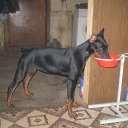 ���� �����, �����-��������� - ��������� 8 ������ 2015 � ������ ������ ��������