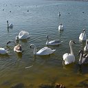 ���� ������, ���������, 42 ���� - ��������� 24 ������ 2015 � ������ �XXX�