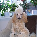 ���� Dimitar Stoyanov, ����� ������, 74 ���� - ��������� 27 ������ 2015