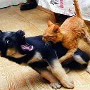 - ....   ,  ....)))   1